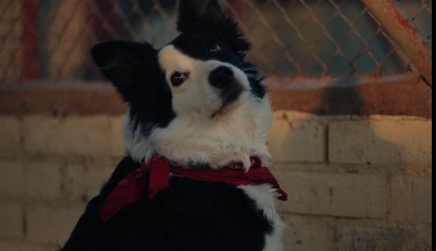 アトレティのクリスマス広告は、犬のコマンダーとカルトンの間の感情的な忠誠物語を伝えています