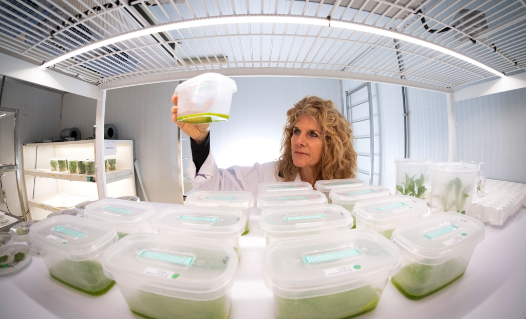 ウキクサを食べることに