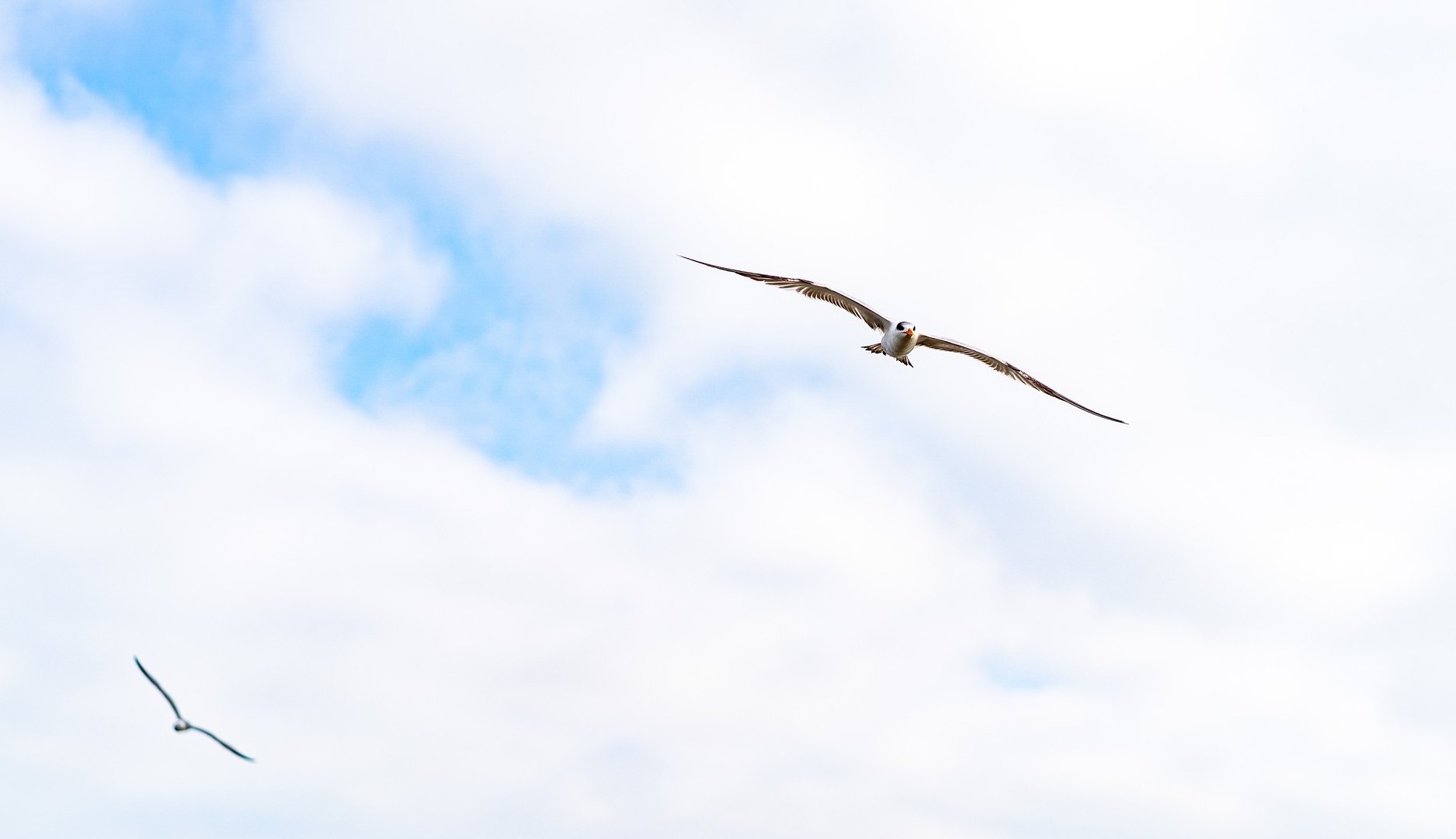 「億万長者のネットワークを救え」: Free Our Feeds 運動は、富裕層の支配から解放された社会エコシステムを望んでいます