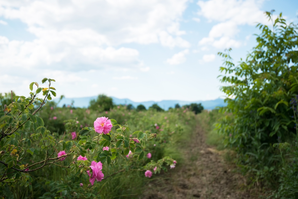 その頃…ブルガリアでは