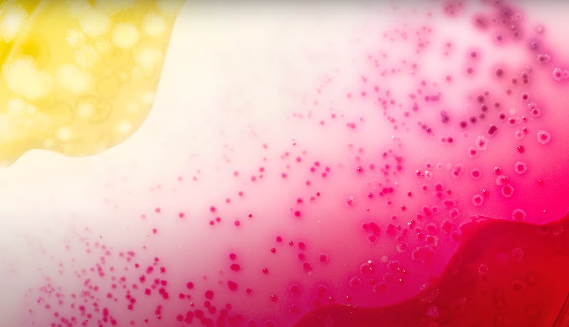 腸内細菌は、機能的な飲み物を促進するための小さな芸術作品になります