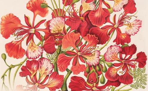 Forumbiebの植物版画