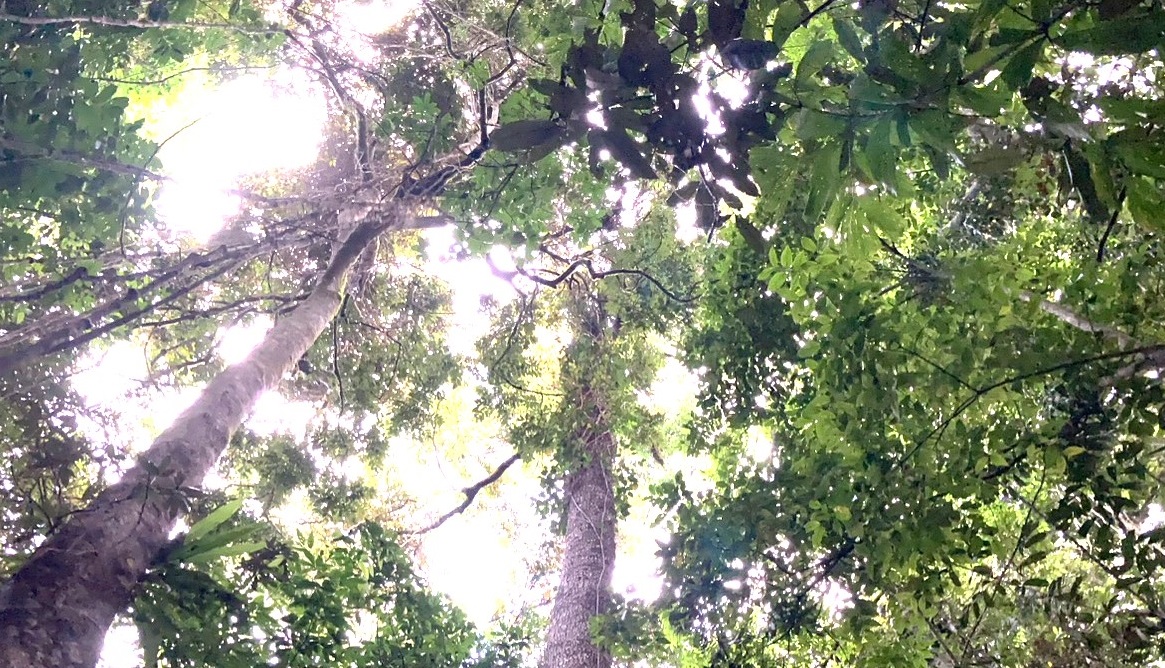 より多くのCO2を介したより効率的な光合成