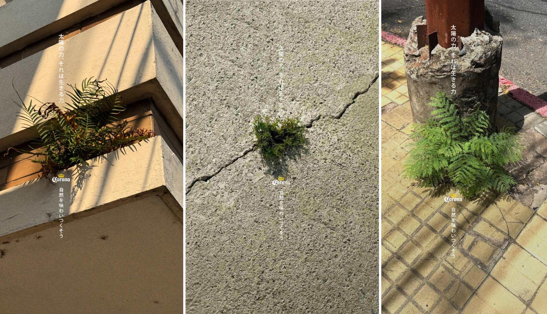 Fotografías de plantas brotando entre el pavimento y las paredes de los edificios de la ciudad, como parte de la nueva campaña de Corona en Japón
