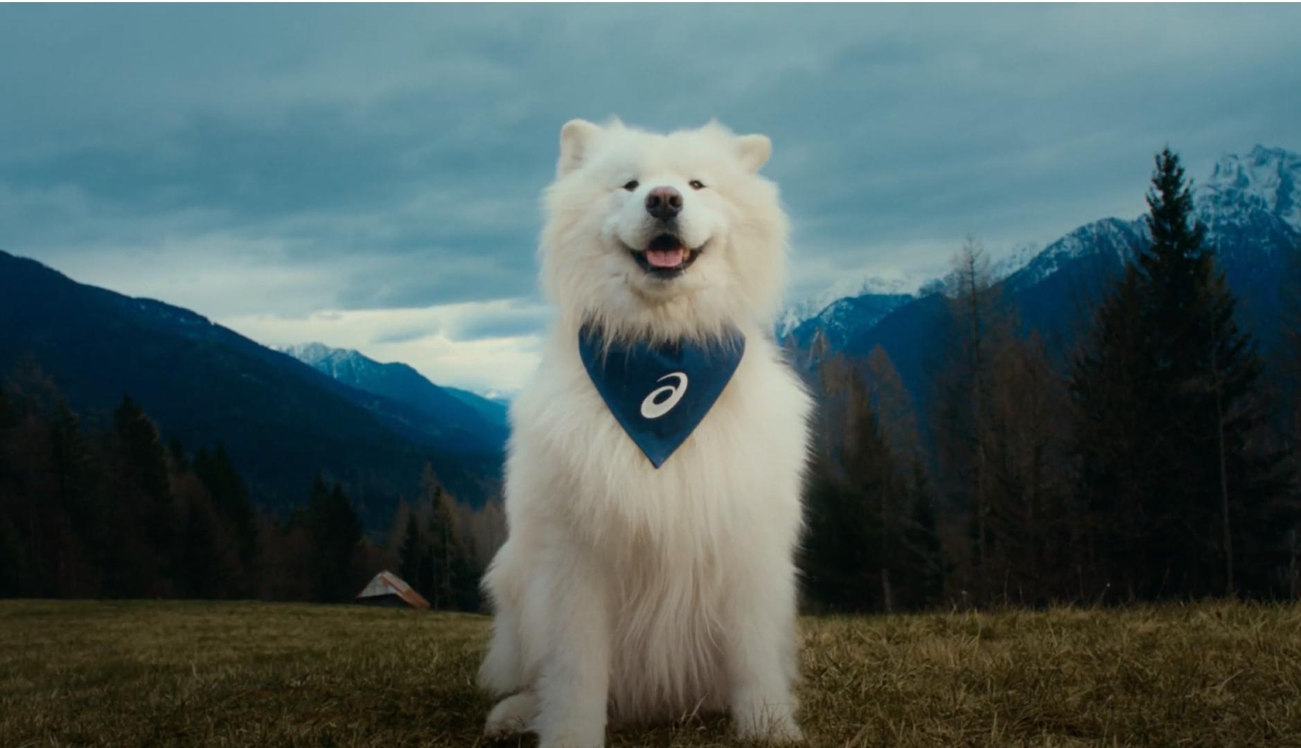 el samoyedo felix sonriendo con un pañuelo azul de asics