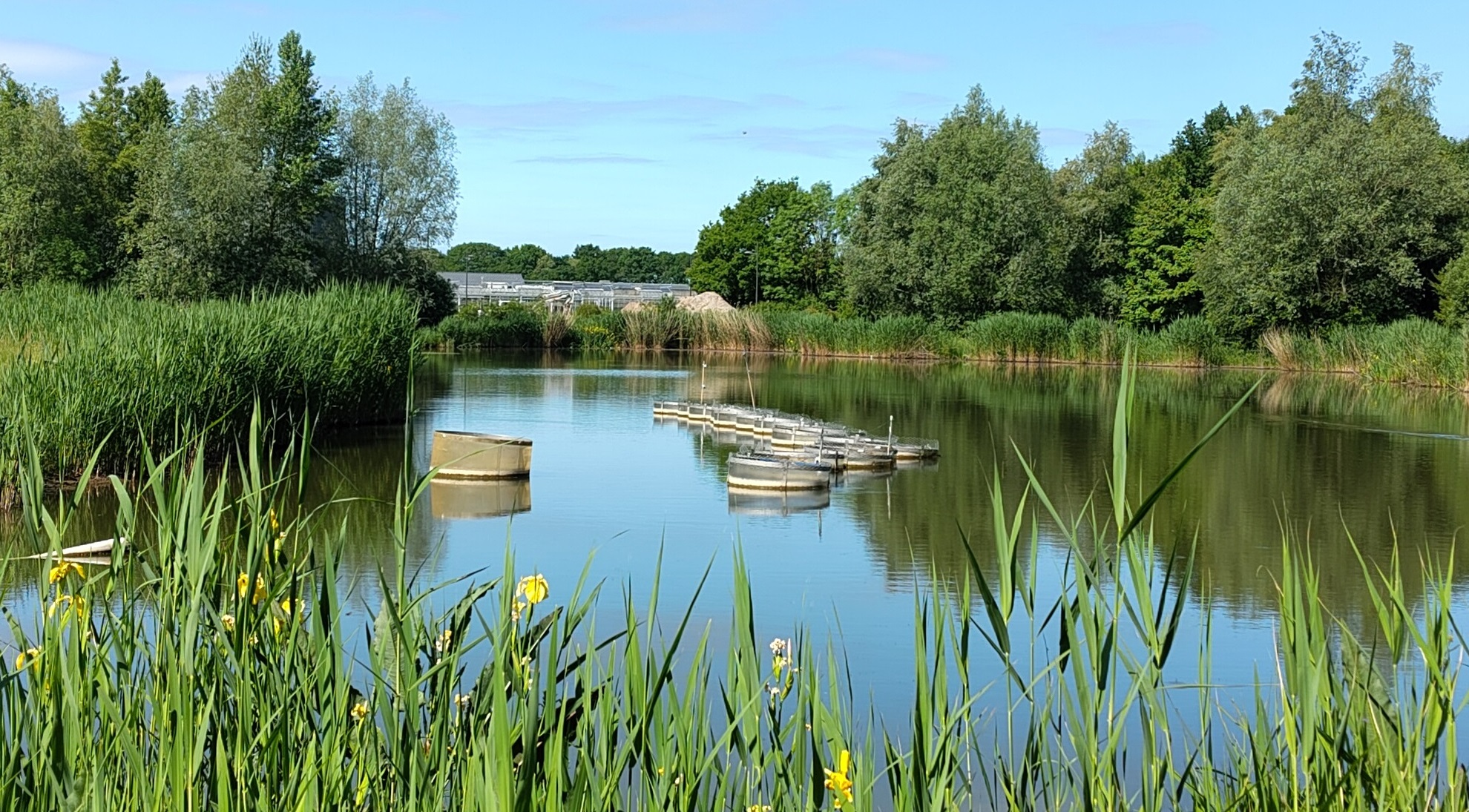 Lumen-Vijverの青い藻類に近づきます