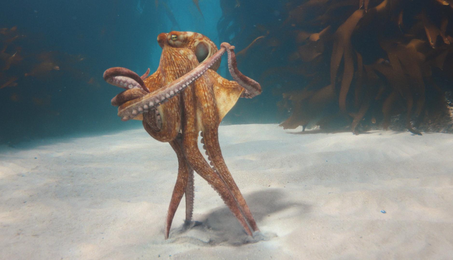 Imagen de un pulpo bailando