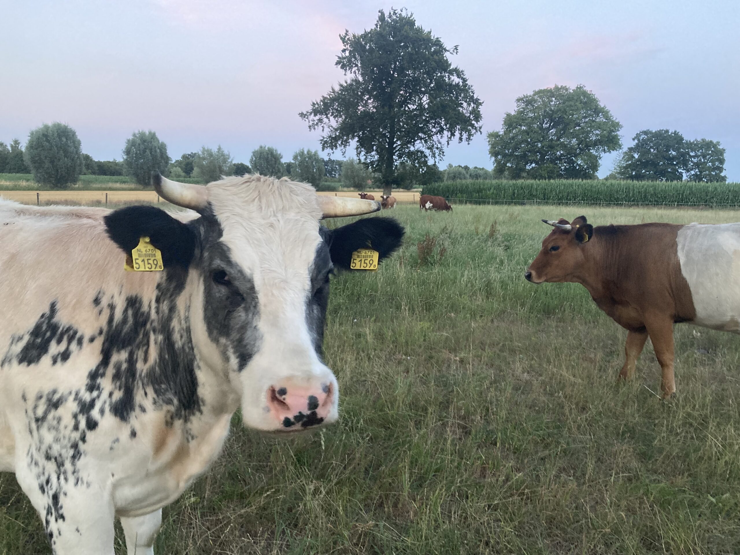 動物にふさわしい家畜農業の契約が署名されました