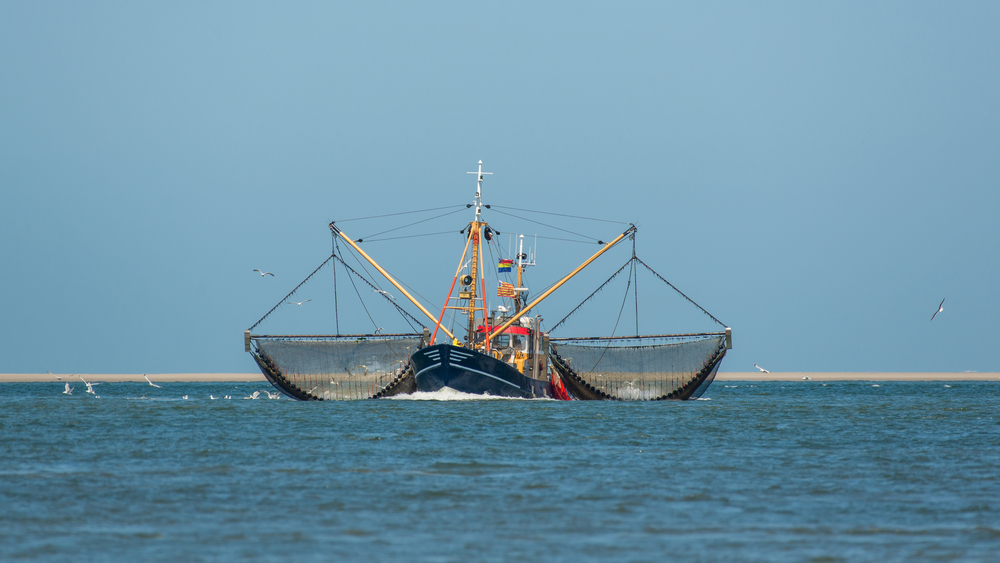 釣りの数字：カッターが増え、ムール貝が少なくなります