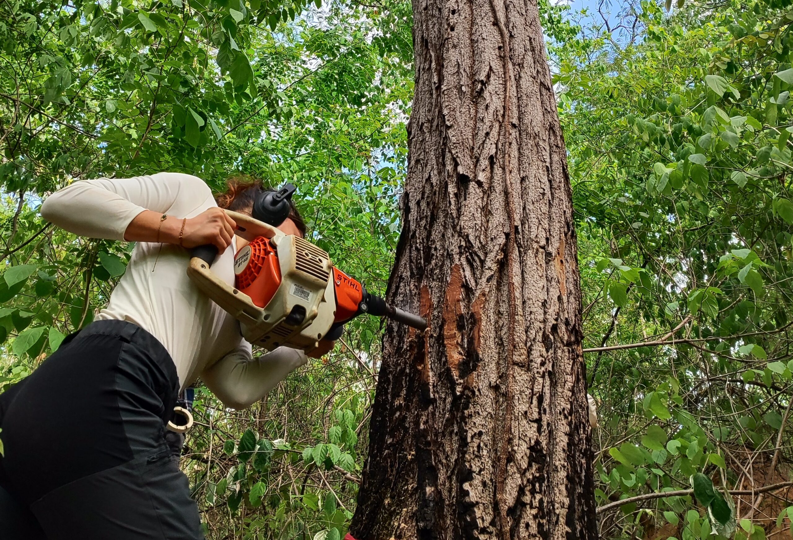 熱帯は鼓動することがあります