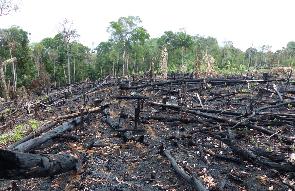 熱帯の森で火は何ですか？
