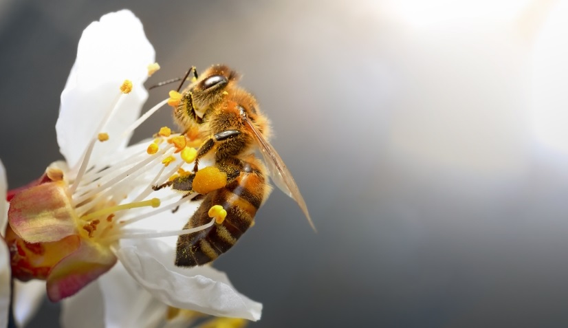 ミツバチは農薬を使用することを説明します