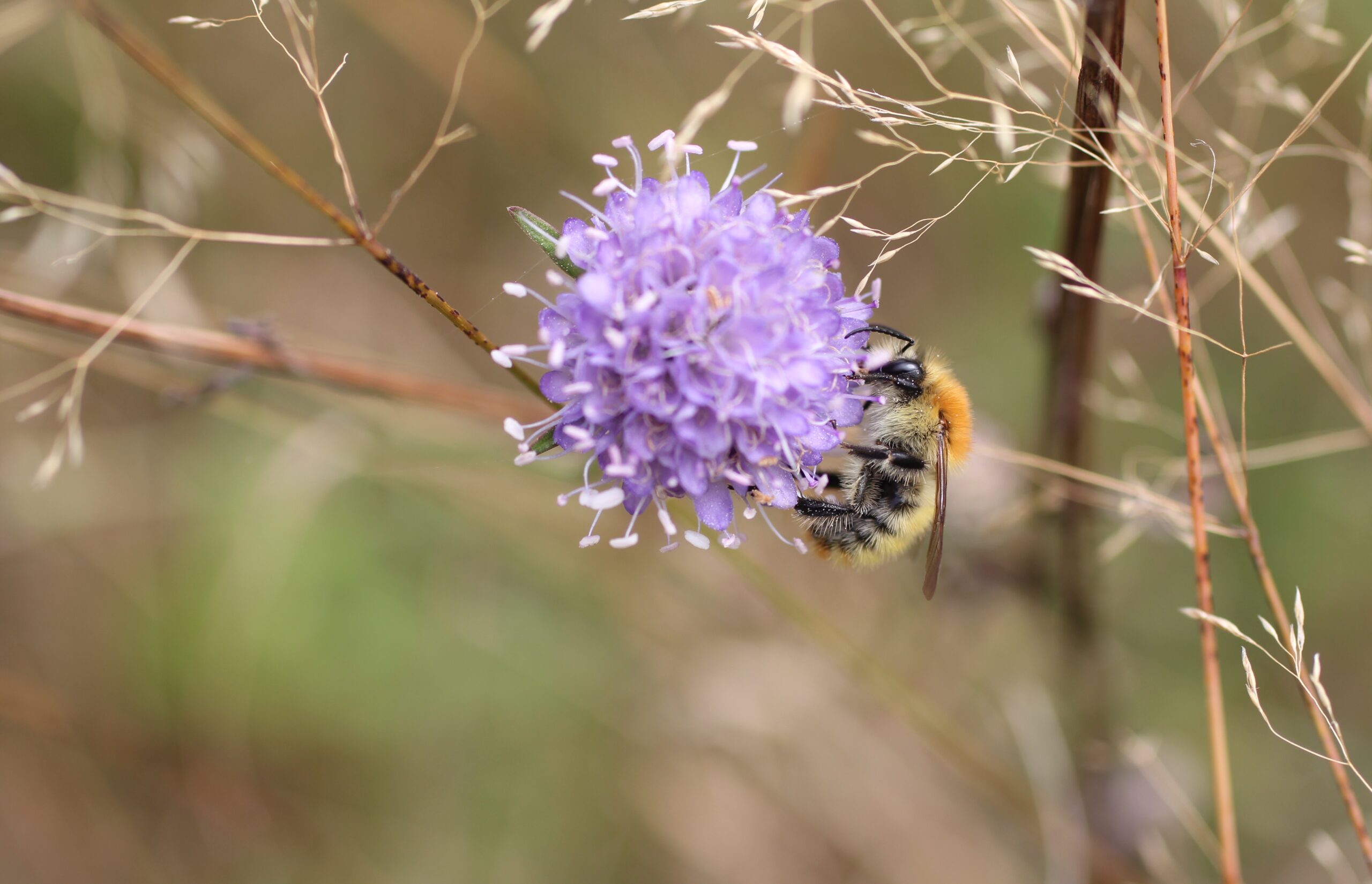「サイズ、サイズ、サイズ」