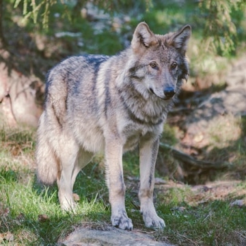 WolvenStudie Wurについての口論