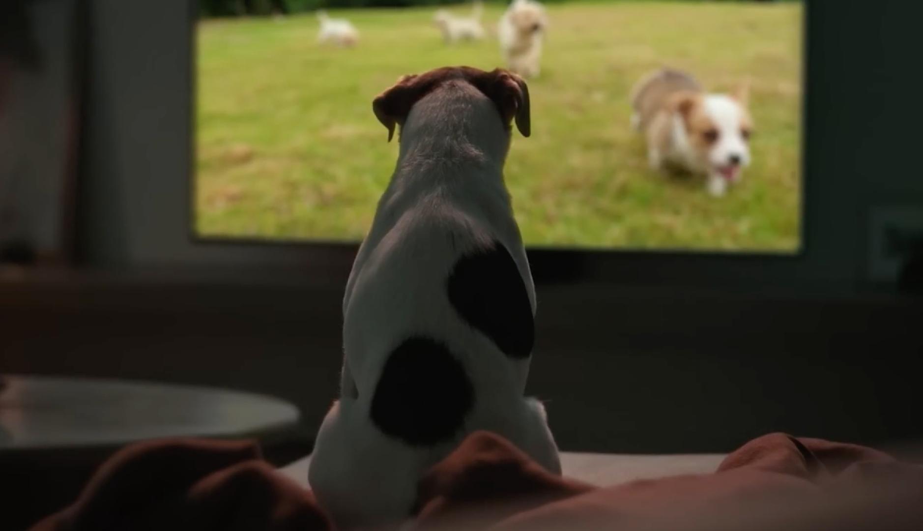 Un perro sobre el sofá viendo perros en la televisión