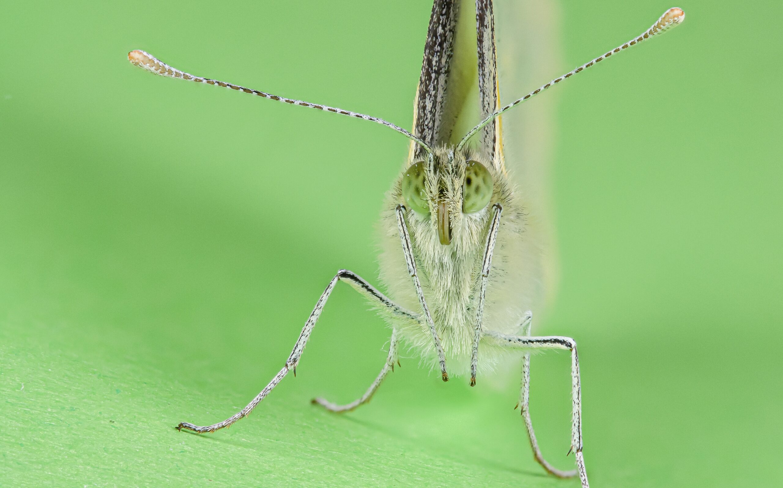 キャベツの白身の味をヴィディで味わう