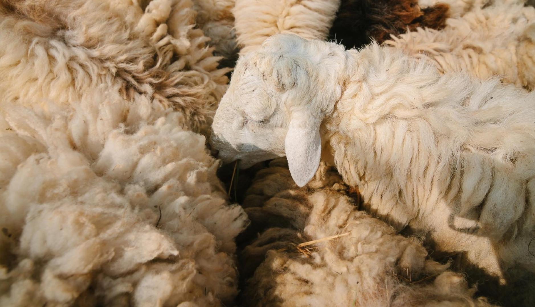 un plano cenital de varias ovejas con mucho pelo