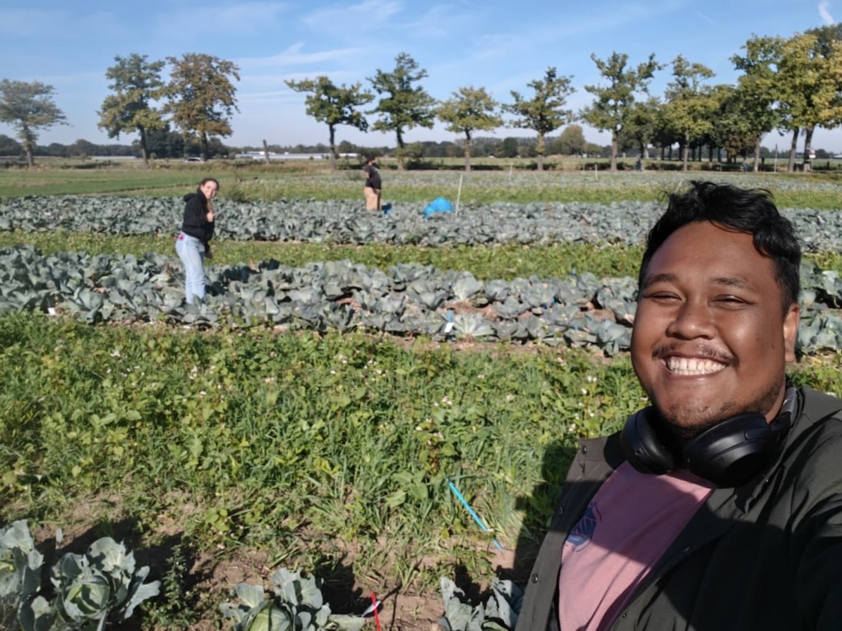 月曜日に無料の CropMix キャベツを収穫しに来てください