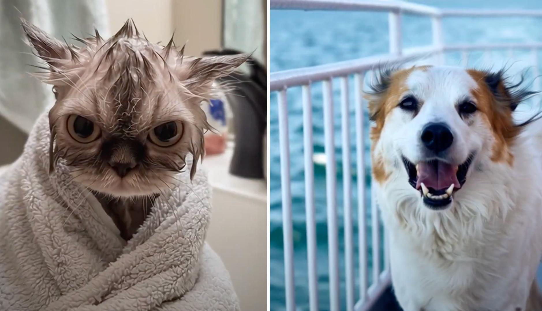 濡れた猫とボレロ：これは、輸送船がペットサービスを覚えている方法です