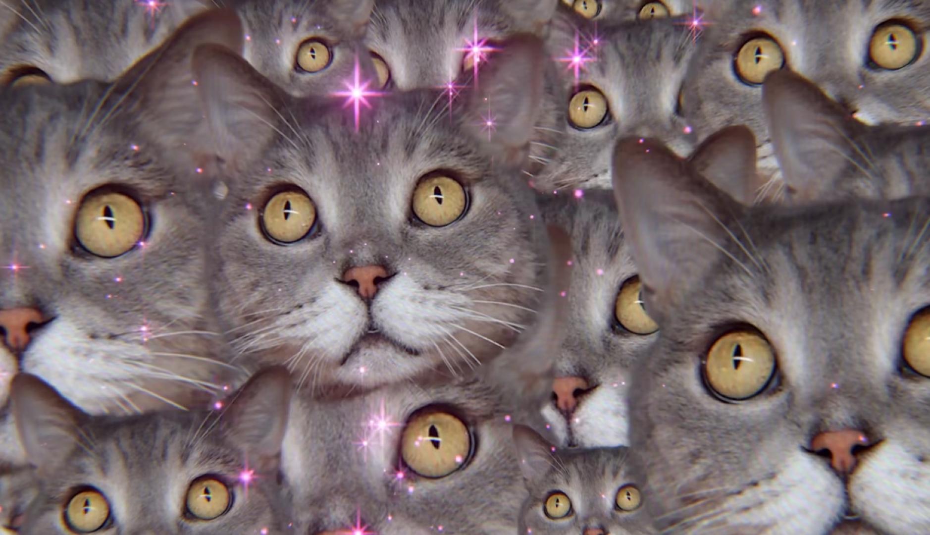 Un collage de la cara de un gato repetida muchas veces con destellos rosas