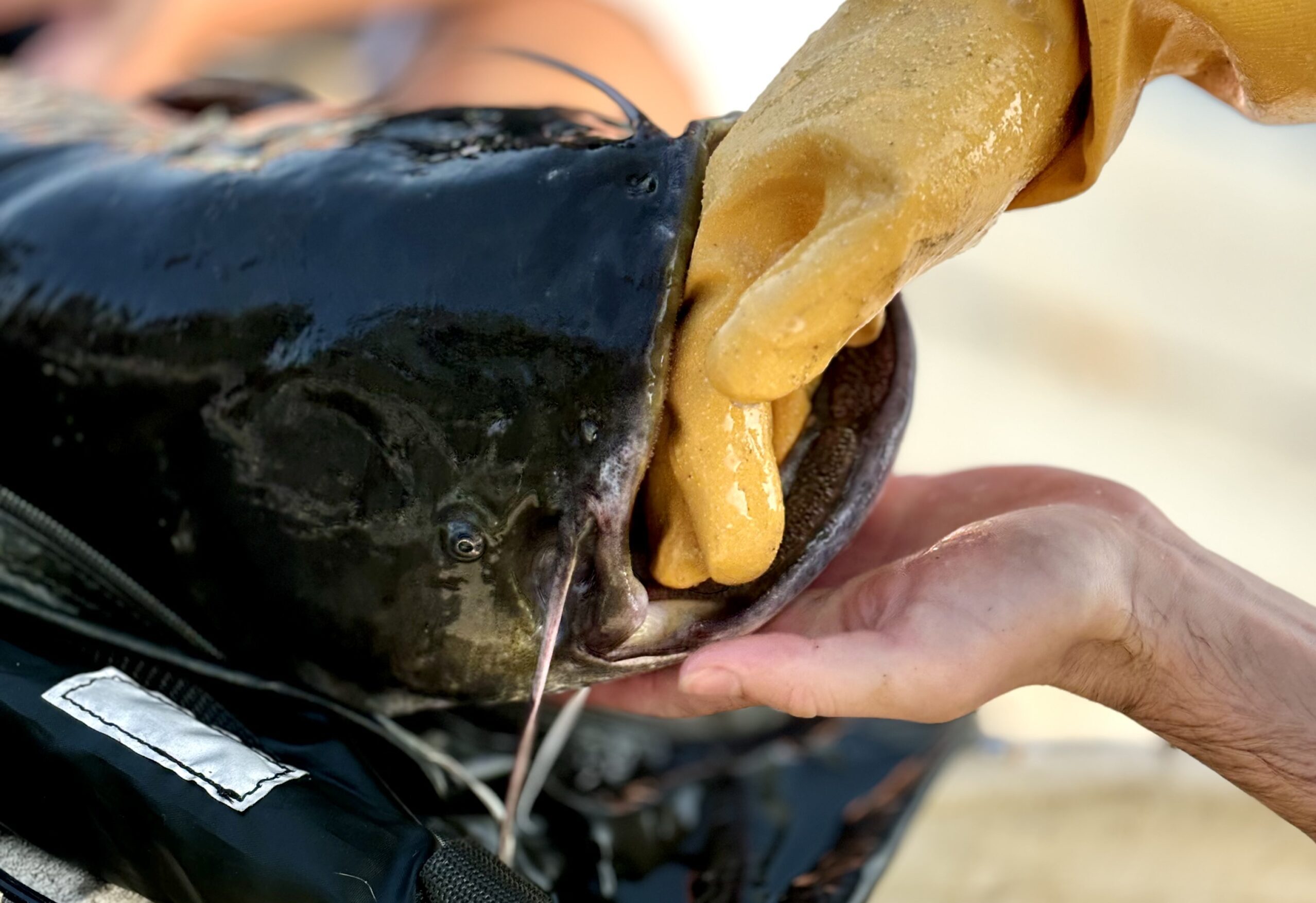 回遊魚はリスのナマズのメニューにほとんど載っていない