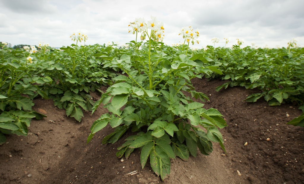 このようにして、線虫はジャガイモを再び疲れさせます