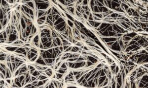 菌糸がキノコを倒す