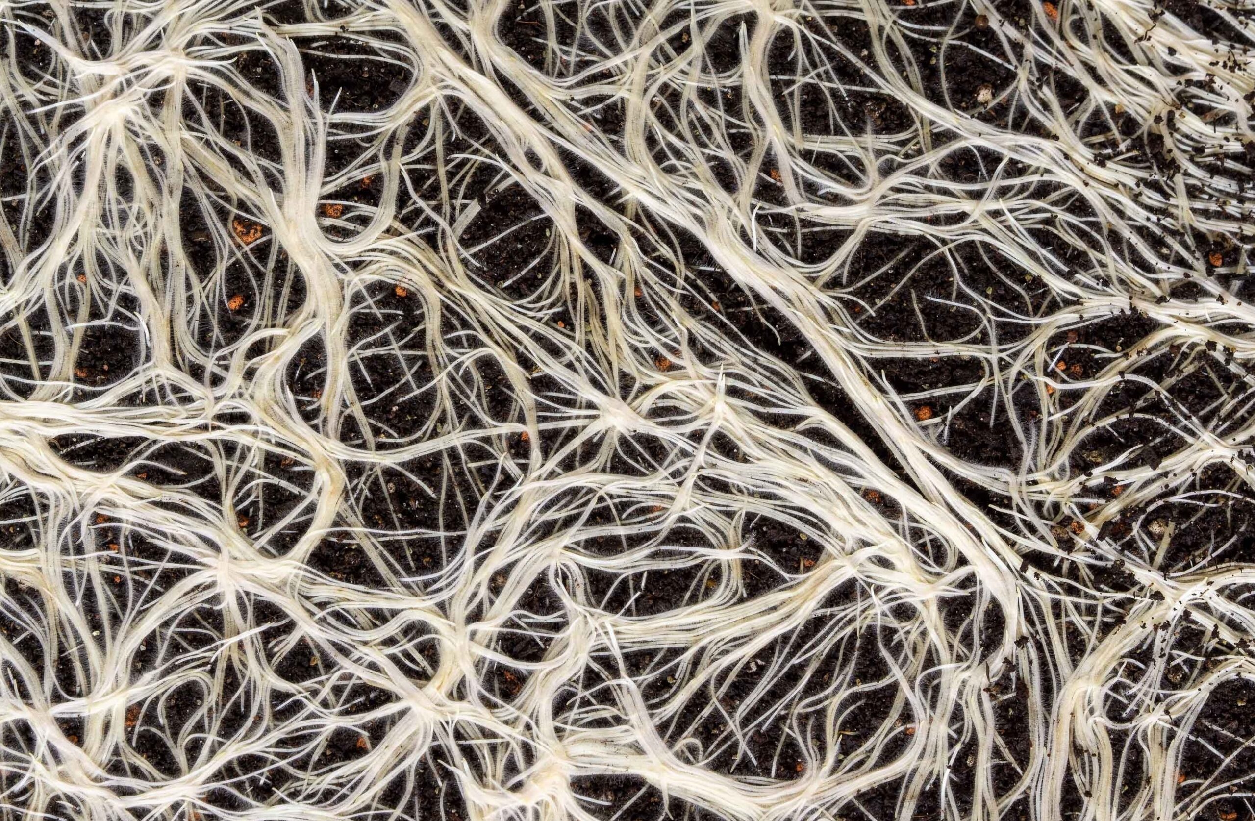 菌糸がキノコを倒す