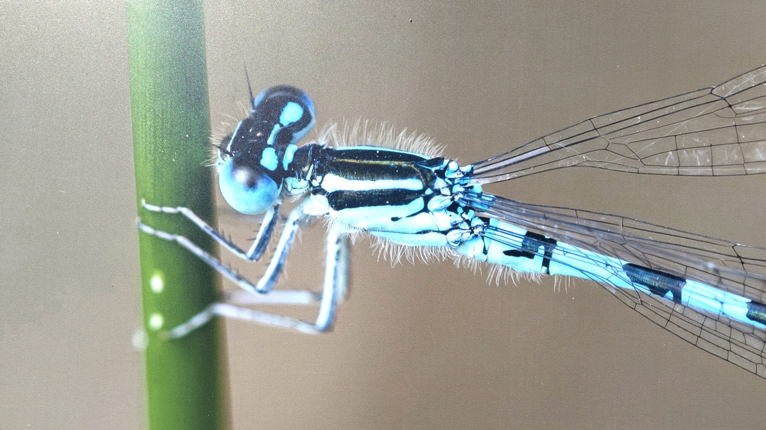 すでに多くの BioBlitzt が進行中です