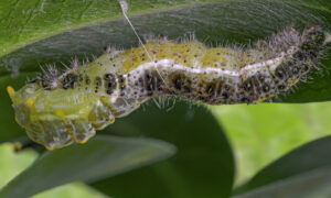 (レビューなし) チャーリーのような芋虫