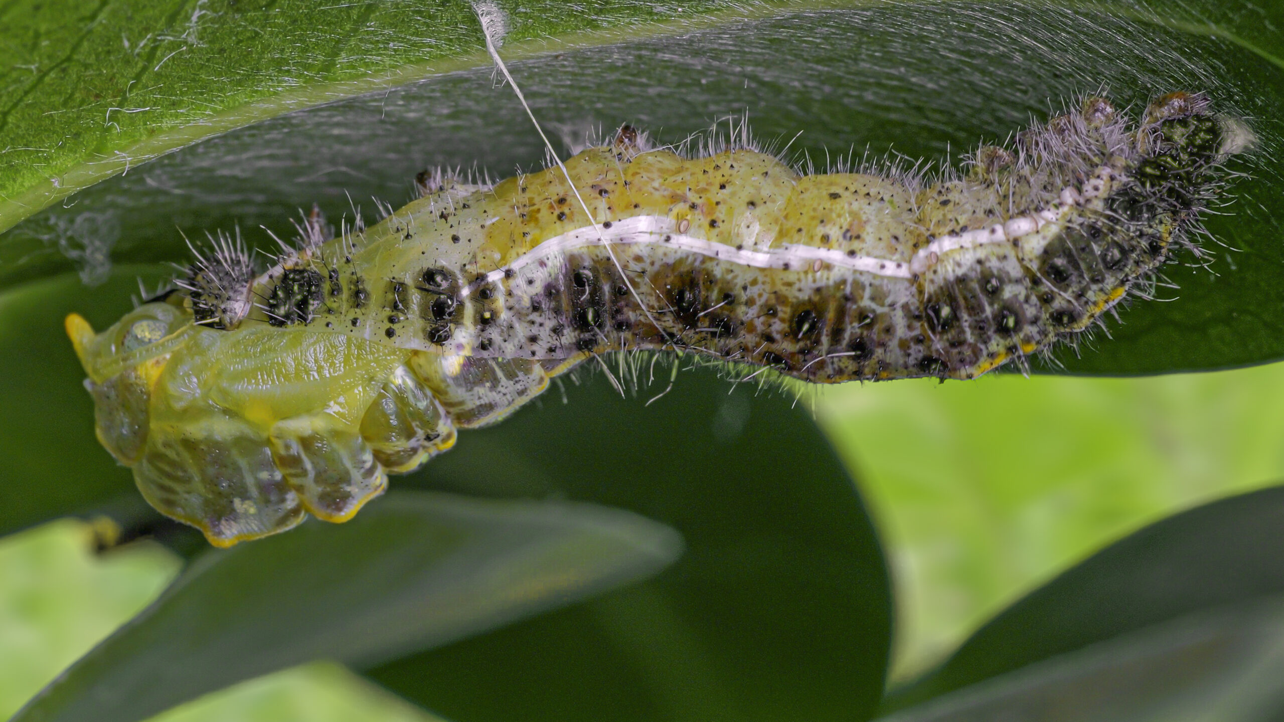 ステージ: CATERPILLAR 大スクリーン