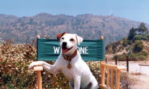 1990年代、1匹の犬が子供たちにシェイクスピアとホーマーについて教えました。新しいドキュメンタリーが「ウィッシュボーン」の物語を語る – 彼のバク転から歴史的な帽子まで