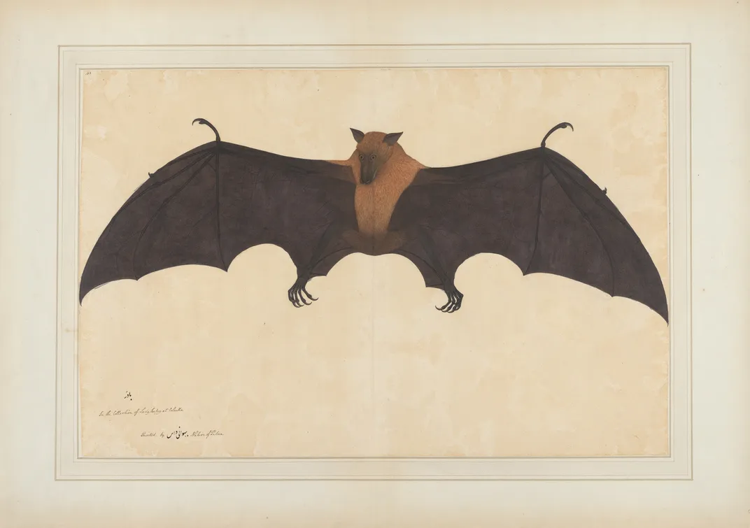 インド オオコウモリまたはオオコウモリ (Pteropus giganteus)