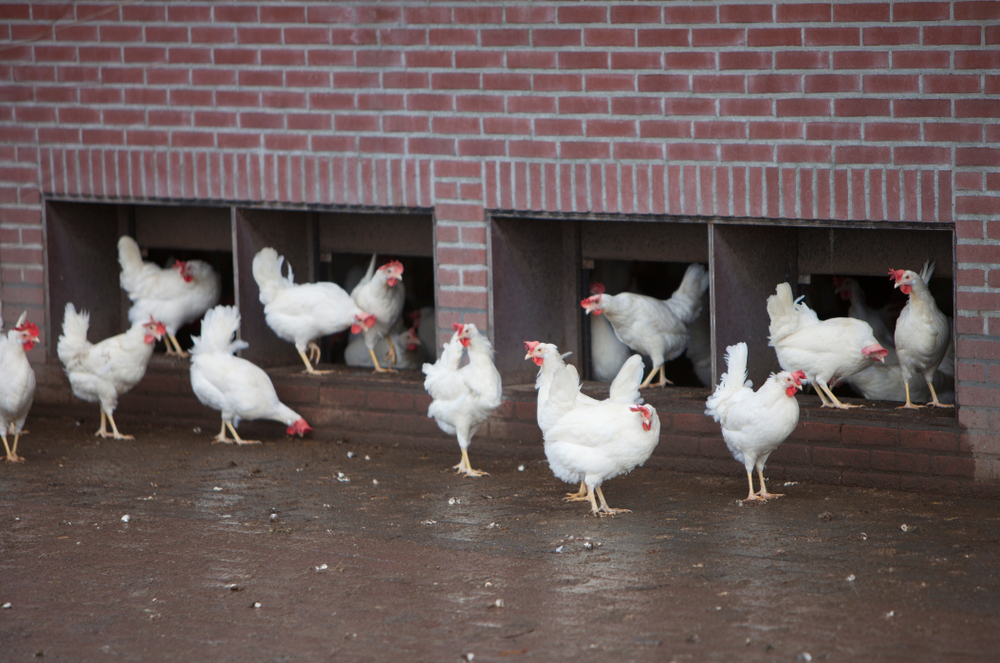 ワクチンは鳥インフルエンザの蔓延を減らす