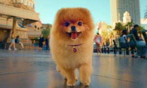 シーザーズがラスベガスをツアー中のいたずら好きなポメラニアンをヴァンダーポンプ・ホテルにプレゼント