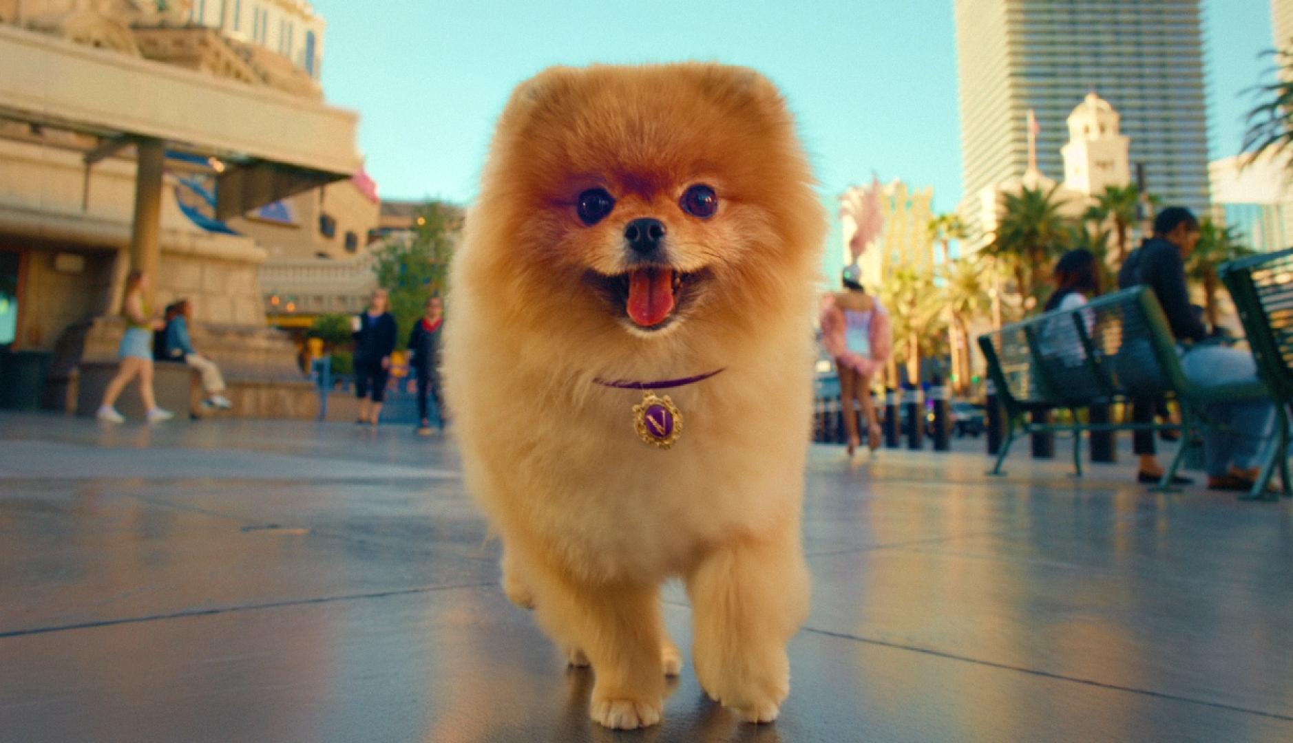Un pomerania corriendo con la lengua fuera