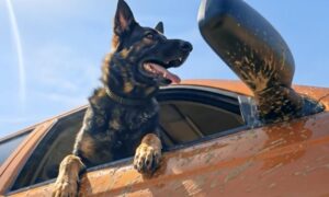 Fi は AI を使用して、どのチームもフォローできない領域で犬のコマーシャルを撮影しました