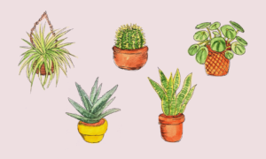 部屋の中：植物
