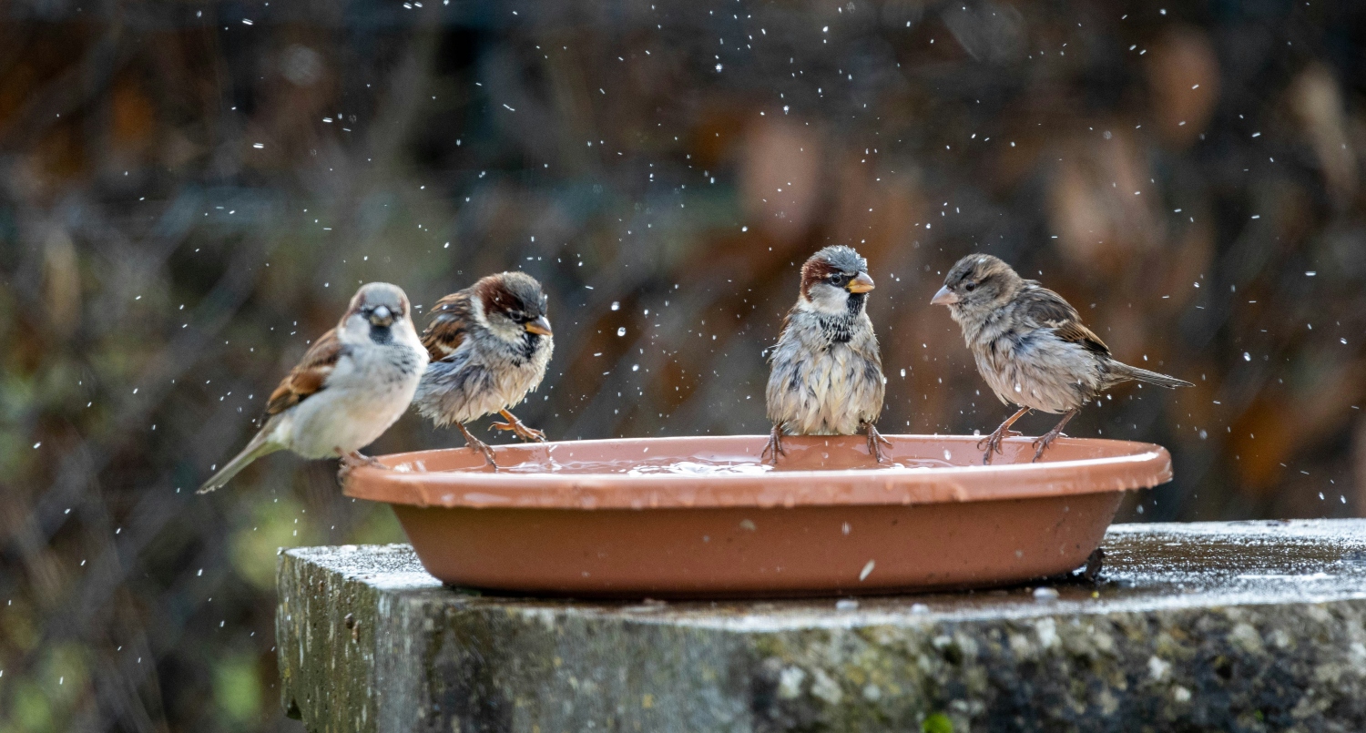 Vier mussen bij een vogelbadje.