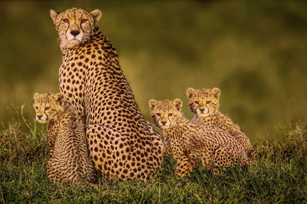 チーターの母親とその子たち