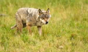 オオカミは捕まえるのが難しい