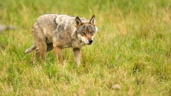 オオカミは捕まえるのが難しい