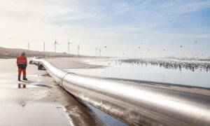 風力発電所の電力ケーブルによってサメとエイは阻止されない