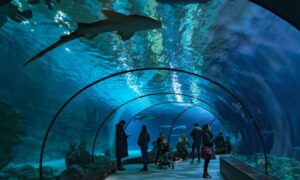 観賞魚の福祉に関する新たな研究プロジェクト